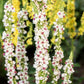 50 WEDDING CANDLES VERBASCUM Chaixii Album Mullein White Purple Flower Seeds