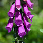 1000 PURPLE FOXGLOVE Digitalis Purpurea Flower Seeds