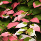 20 Variegated ARCTIC BEAUTY KIWI Fruit Edible Actinidia Kolomikta Vine Seeds