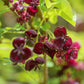 15 CHOCOLATE VINE Edible Fruit Akebia Trifoliata Flower Ornamental Climber Seeds