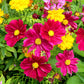 300 Wine Red TETRA VERSAILLES COSMOS Bipinnatus Hummingbird Flower Seeds