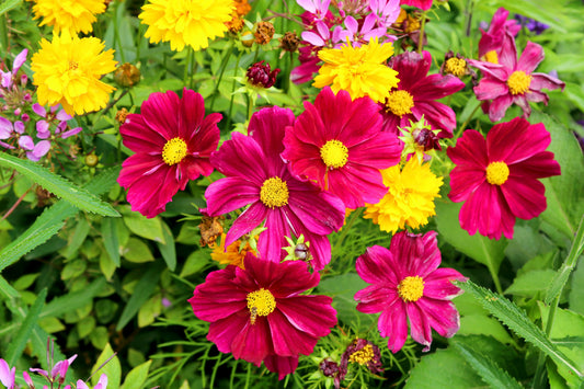 300 Wine Red TETRA VERSAILLES COSMOS Bipinnatus Hummingbird Flower Seeds