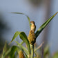 50 M81E SORGHUM Light Amber Syrup Bicolor Vegetable Grain Seeds