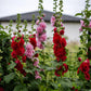 50 Dwarf Double HOLLYHOCK MAJORETTE MIX Alcea Rosea Red Pink White Maroon Yellow Mixed Color Flower Seeds