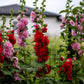 50 Dwarf Double HOLLYHOCK MAJORETTE MIX Alcea Rosea Red Pink White Maroon Yellow Mixed Color Flower Seeds