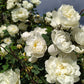 5 WHITE ROSE Rosa Bush Shrub Perennial Flower Seeds