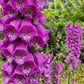 1000 PURPLE FOXGLOVE Digitalis Purpurea Flower Seeds