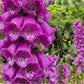 1000 Seeds MIXED FOXGLOVE Digitalis Purpurea Flower Seeds