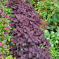 300 PURPLE SHISO aka PERILLA Frutescens Ornamental Herb Seeds Green & Purple