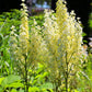 100 VIRGINIA BUNCHFLOWER LILY (White Hellebore / Corn Lily) Melanthium Virginicum Veratrum Flower Seeds