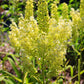 100 VIRGINIA BUNCHFLOWER LILY (White Hellebore / Corn Lily) Melanthium Virginicum Veratrum Flower Seeds