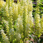100 VIRGINIA BUNCHFLOWER LILY (White Hellebore / Corn Lily) Melanthium Virginicum Veratrum Flower Seeds
