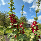25 MAROON RED HOLLYHOCK Alcea Rosea Flower Seeds Perennial