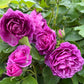 5 PURPLE ROSE Rosa Floribunda Bush Shrub Perennial Flower Seeds