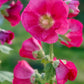 25 BRIGHT PINK HOLLYHOCK Alcea Rosea Flower Seeds Perennial