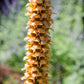 50 RUSTY FOXGLOVE Hummingbird Flower Digitalis Ferruginea Yellow Herald Seeds