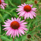 50 PINK BABY CONEFLOWER Echinacea Pallida Flower Seeds
