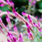 100 FLAMINGO FEATHER Wheat CELOSIA Spicata Pink & White Flower Seeds