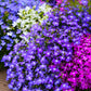 200 MIXED COLORS LOBELIA Regatta Lobelia Erinus Flower Seeds