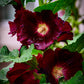 25 BURGUNDY RED HOLLYHOCK Alcea Rosea Flower Seeds Perennial