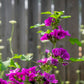 20 MAURITIAN MALVA Mallow Malva sylvestris var. mauritania Flower Seeds