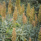50 RUSTY FOXGLOVE Hummingbird Flower Digitalis Ferruginea Yellow Herald Seeds