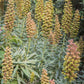 50 RUSTY FOXGLOVE Hummingbird Flower Digitalis Ferruginea Yellow Herald Seeds