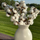 25 WHITE COTTON Gossypium Hirsutum Plant Seeds
