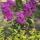 35 PURPLE CREPE MYRTLE Lagerstroemia Indica Flowering Shrub Bush Small Tree Seeds