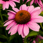 50 PINK BABY CONEFLOWER Echinacea Pallida Flower Seeds