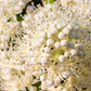 50 CLIMBING HYDRANGEA Anomala Petiolaris Vine Flower Seeds