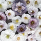 100 MOTHER Of PEARL POPPY Mix Papaver Rhoeas Shirley Flower Seeds Mixed Colors
