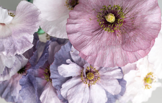 100 MOTHER Of PEARL POPPY Mix Papaver Rhoeas Shirley Flower Seeds Mixed Colors