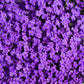 500 PURPLE ROCKCRESS Rock Cress Aubrieta Deltoidea Flower Seeds