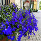 200 Electric Blue & White HALF MOON LOBELIA Erinus Flower Seeds