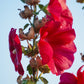 25 DARK RED HOLLYHOCK Alcea Rosea Flower Seeds Perennial