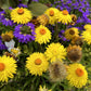 50 YELLOW DOUBLE STRAWFLOWER  Xerochrysum Bracteatum Helichrysum Flower Seeds