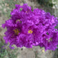 50 MIXED CREPE MYRTLE Lagerstroemia Indica Tree Shrub Crape  6 Color Mix - Red, Purple, Light Pink, Dark Pink, White, & Lilac Flower Seeds
