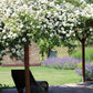 5 WHITE CLIMBING ROSE Rosa Bush Vine Climber Fragrant Butterfly Flower Seeds