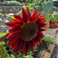 25 RED SUN SUNFLOWER Helianthus Annuus Flower Seeds