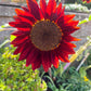 25 RED SUN SUNFLOWER Helianthus Annuus Flower Seeds