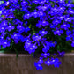 200 Electric Blue MONSOON LOBELIA Erinus Flower Seeds