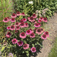 50 PINK BABY CONEFLOWER Echinacea Pallida Flower Seeds