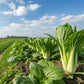 2000 CANTON PAK CHOI (Bok Choy / Chinese Cabbage) Brassica Rapa Chinensis Vegetable Seeds