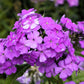 10 Tall PURPLE PHLOX Paniculata Garden Summer Native Hummingbird Flower Seeds
