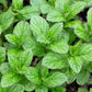 250 PEPPERMINT MINT Mentha Piperita Herb Flower Seeds