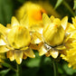 50 YELLOW DOUBLE STRAWFLOWER  Xerochrysum Bracteatum Helichrysum Flower Seeds