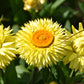 50 YELLOW DOUBLE STRAWFLOWER  Xerochrysum Bracteatum Helichrysum Flower Seeds
