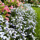 200 BLUE SPLASH LOBELIA Regatta Blue & White Erinus Flower Seeds