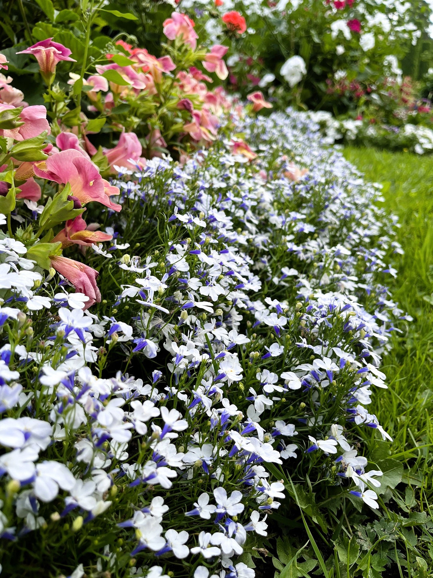 200 BLUE SPLASH LOBELIA Regatta Blue & White Erinus Flower Seeds